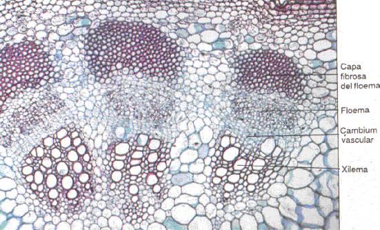 tallo monocotiledónea vs dicotiledónea